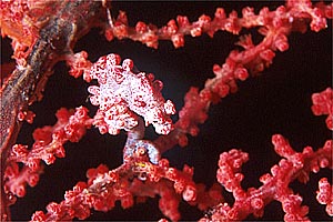 Cavalluccio pigmeo (Hyppocampus bargibanti)