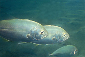 Carangide bande blu (Carangoides ferdau)