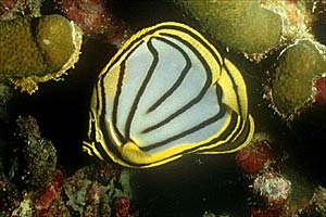 Pesce farfalla bianco (Chaetodon meyeri)
