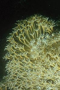 Corallo cuoio (Hetroxenia fuscescens)