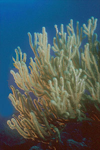 Gorgonia tropicale caraibica (n.d. n.d.)