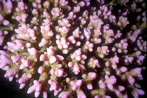 Madrepora lampone (Pocillopora damicornis)