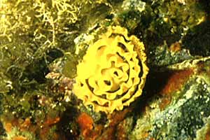 Doride argo (Platydoris argo)