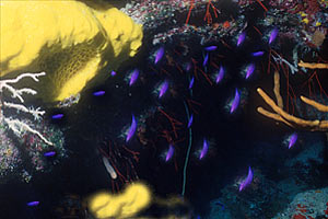 Tordo blu (Clepticus parrae)