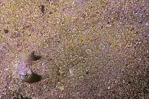 Rombo di rena (Bothus podas)