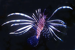 Pesce cobra (Pterois miles)