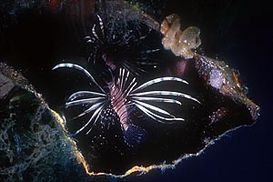 Pesce cobra (Pterois miles)