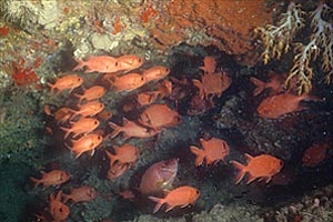 Pesce soldato (Myripristis vittata)