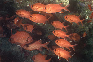 Pesce soldato (Myripristis vittata)
