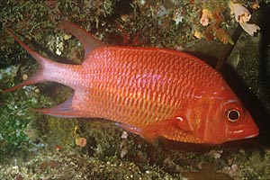 Pesce scoiattolo macchiabianca (Sargocentron cornutum)