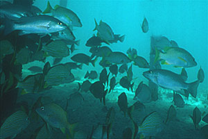 Grugnitore (Lutianus apodus)