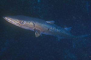 Barracuda pinna nera (Sphyraena qenie)