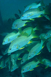 Grugnitore (Lutianus apodus)