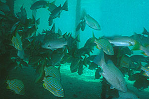 Grugnitore striato (Haemulon sciusus)