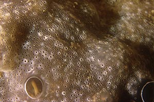 Sinascidia gelatinosa (Diplosoma listerianum)