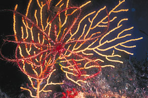 Giglio di mare (Antedon mediterranea)