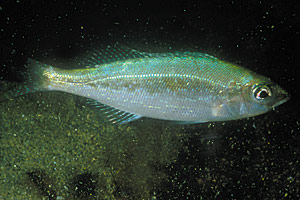 Menola (Spicara menola)