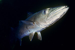 Barracuda pinna nera (Sphyraena qenie)