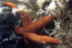 Stella rossa (Echinaster sepositus)