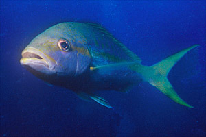 Pesce codagialla (Ocyrus chrysurus)
