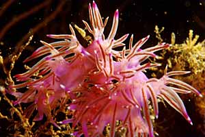 Flabellina rosa (Flabellina affinis)