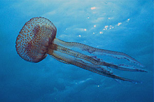 Medusa luminosa (Pelagia noctiluca)