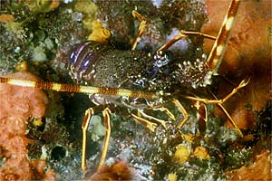 Aragosta (Palinurus elephas)