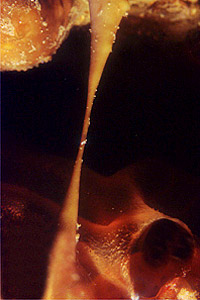 Spugna patata (Chondrosia reniformis)