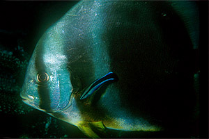 Pesce pipistrello (Platax orbicularis)