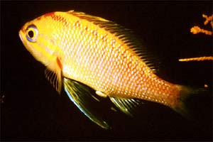 Castagnola rossa (Anthias anthias)