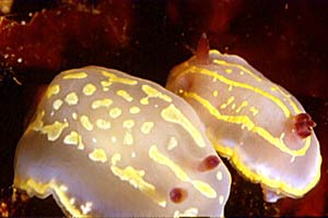 Chromodoris krohni (Chromodoris krohni)