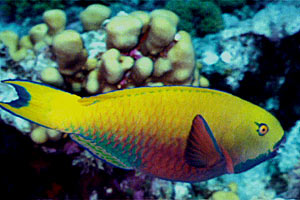 Pesce pappagallo gibboso (Scarus gibbus)