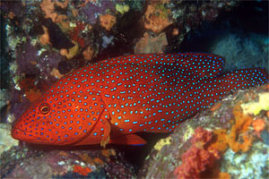 Cernia miniata (Cephalopholis miniata)