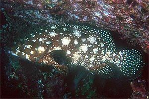 Cernia a macchie bianche (Epinephelus summana)