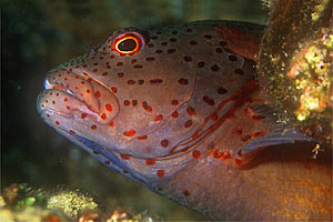 Pesce falco (Paracirrhites forsteri)