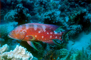 Cernia coda mezzaluna (Variola louti)