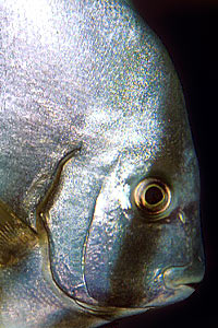 Pesce pipistrello (Platax orbicularis)