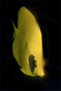 Pesce farfalla semimascherato (Chaetodon semilarvatus)