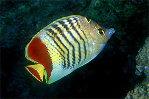 Pesce farfalla coda rossa (Chaetodon paucifasciatus)