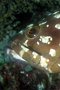 Cernia a macchie bianche (Epinephelus summana)