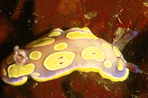 Cromodoride a pois gialli (Chromodoris luteorosea)