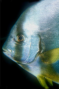 Pesce pipistrello (Platax orbicularis)