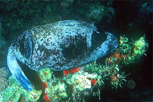 Pesce palla mascherato (Arothron diadematosus)