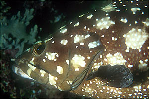Cernia a macchie bianche (Epinephelus summana)