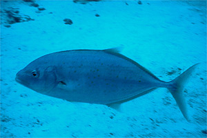 Carango dorato (Carangoides bajad)