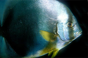 Pesce pipistrello (Platax orbicularis)
