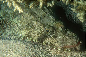 Pesce coccodrillo (Papilloculiceps longiceps)