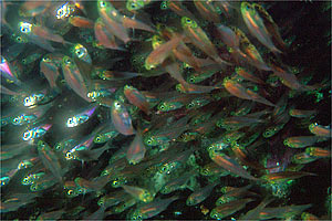 Pesce cristallo (Parapriacanthus guentheri)