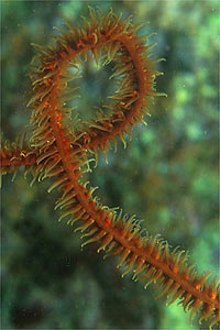 Gorgonia a frusta (Cirripathes spiralis)