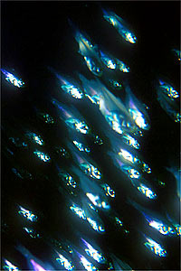 Pesce cristallo (Parapriacanthus guentheri)